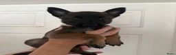 Belgian Shepherd Dog dogs for sale: Belgian malanois pups  - Advert 3