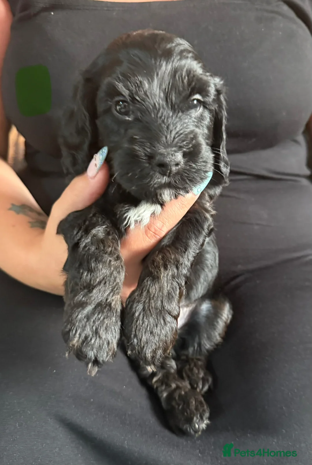 Mixed Breed dogs for sale: Cockapoo x shih Tzu Puppies  - Advert 2
