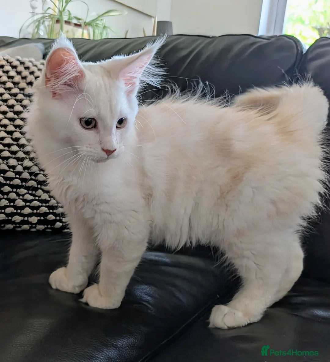 Maine Coon cats for sale: GCCF Registered male Maine Coon kitten - ready now - Advert 2