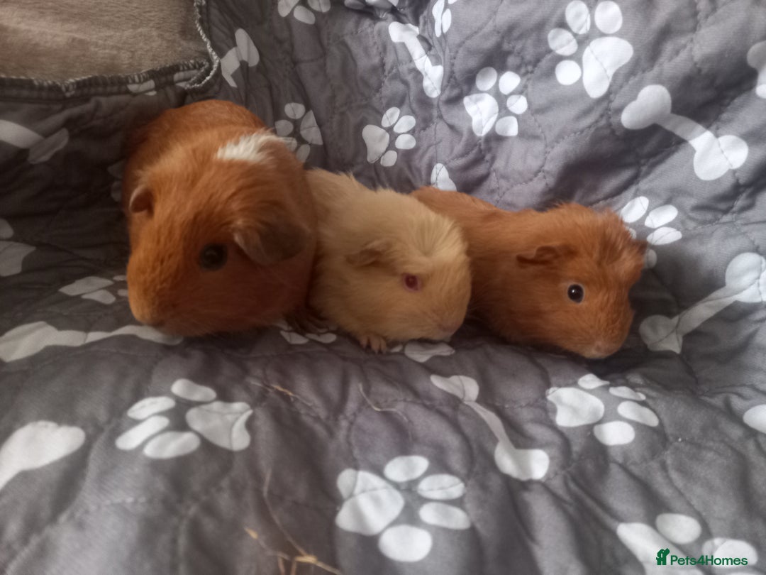 Guinea Pig rodents for sale: Female baby guinea pigs  - Image 1