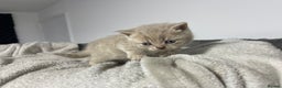 British Shorthair cats for sale: 2 british blue shorthair boys - Advert 12