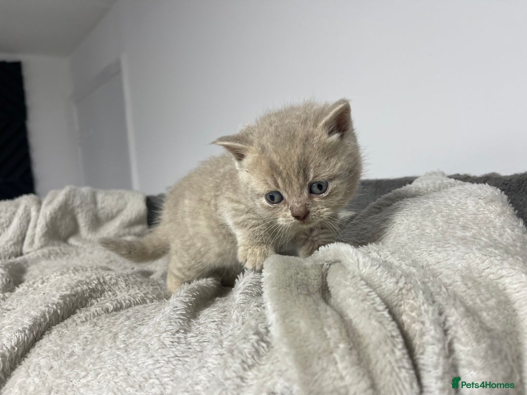 British Shorthair cats for sale: 2 british blue shorthair boys - Advert 12