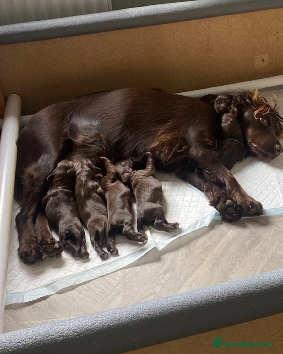 Cocker Spaniel dogs for sale: 3 boys and 3 girl Cocker Spaniel puppies  - Advert 11