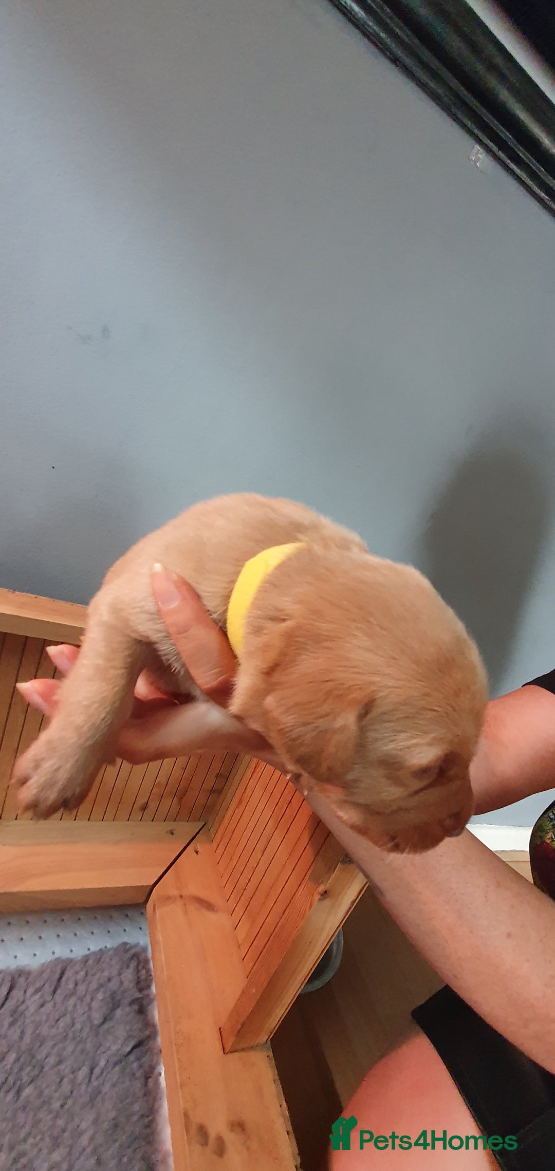 Labrador Retriever dogs for sale: Fox red Labrador - Image 7