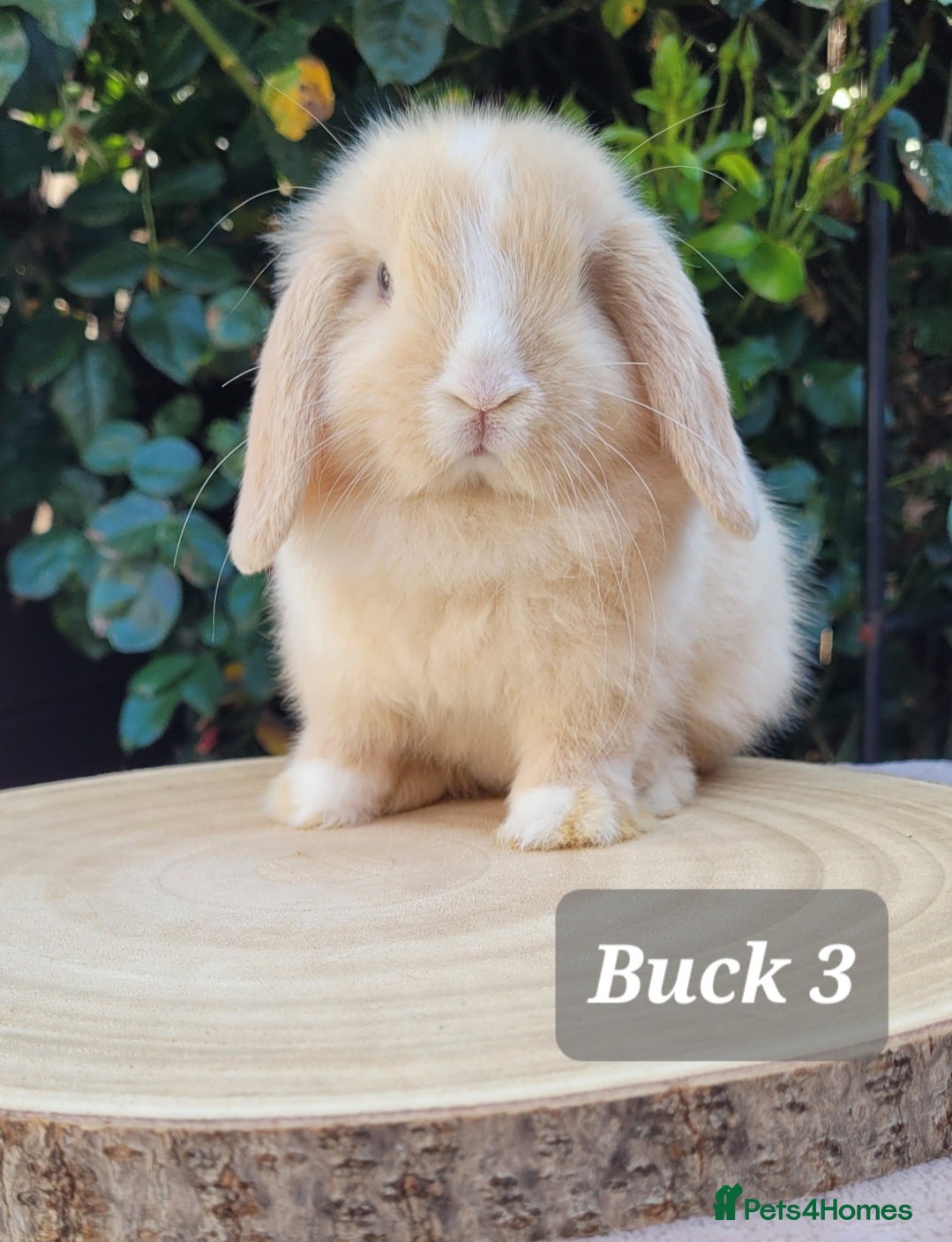 Mini Lop rabbits Beautiful pure bred mini lops - Advert 1