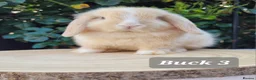 Mini Lop rabbits for sale: Beautiful pure bred mini lops - Advert 1