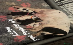 Cocker Spaniel dogs for sale: 4 Cocker spaniel puppy’s  - Advert 1