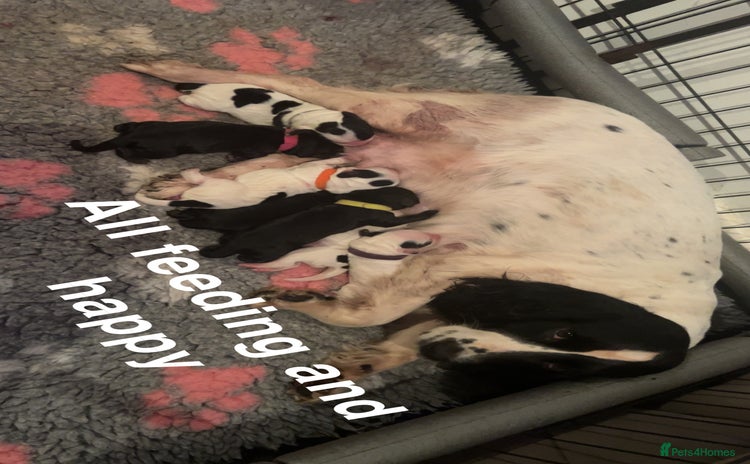 Cocker Spaniel dogs 4 Cocker spaniel puppy’s  - Advert 3