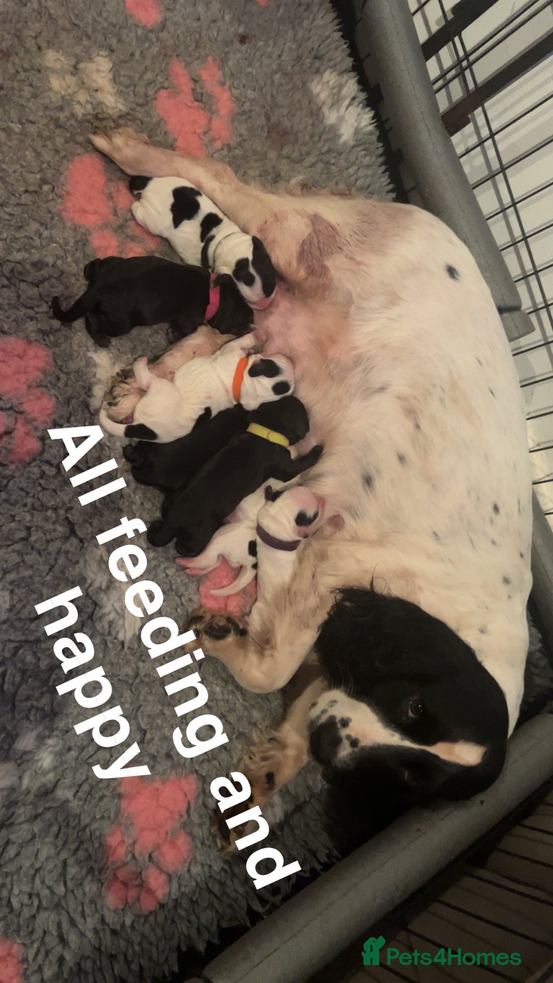 Cocker Spaniel dogs for sale: 4 Cocker spaniel puppy’s  - Advert 1