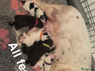 Cocker Spaniel dogs 4 Cocker spaniel puppy’s - Advert 1