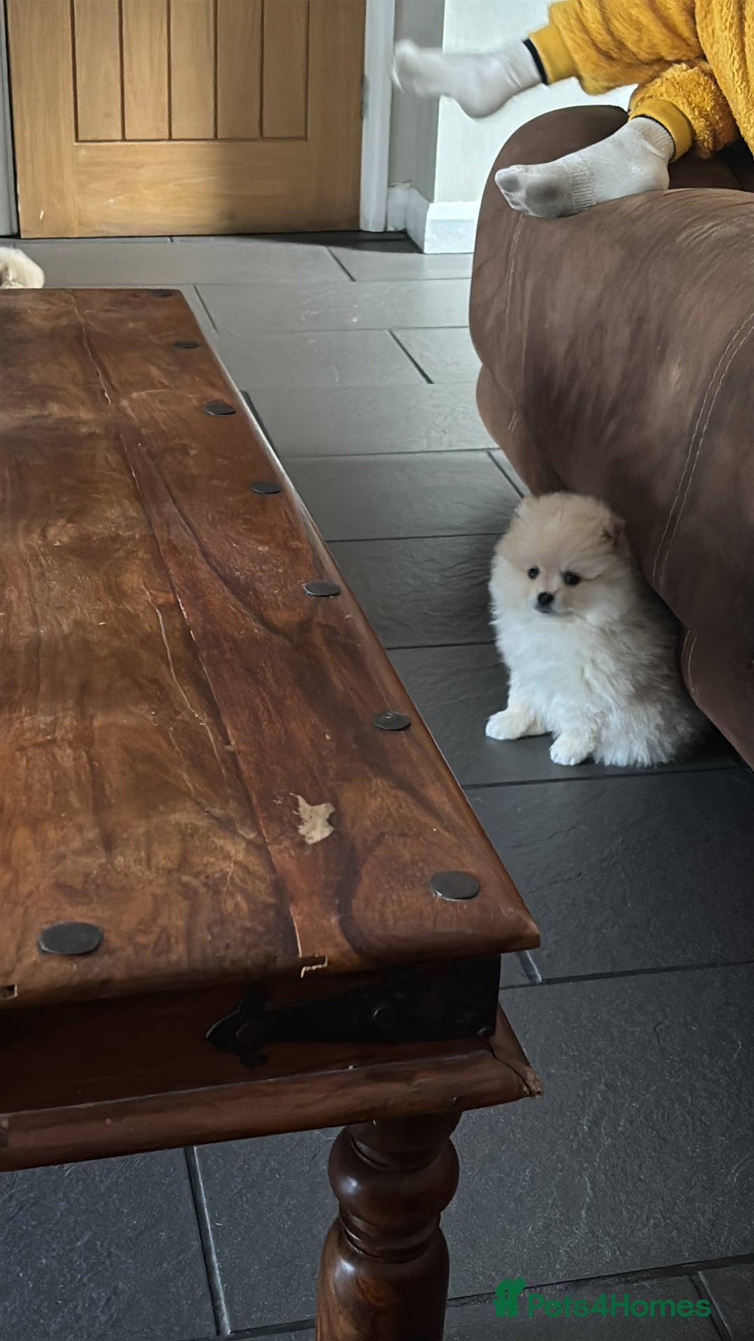 Pomeranian dogs for sale:  Pomeranians pups ready to go on 31st dec  - Advert 34