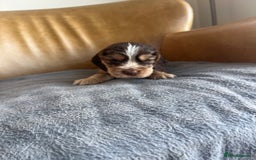 Cocker Spaniel dogs for sale: 🐾Gorgeous Cocker Spaniel Puppies 🐶🐾 - Image 15
