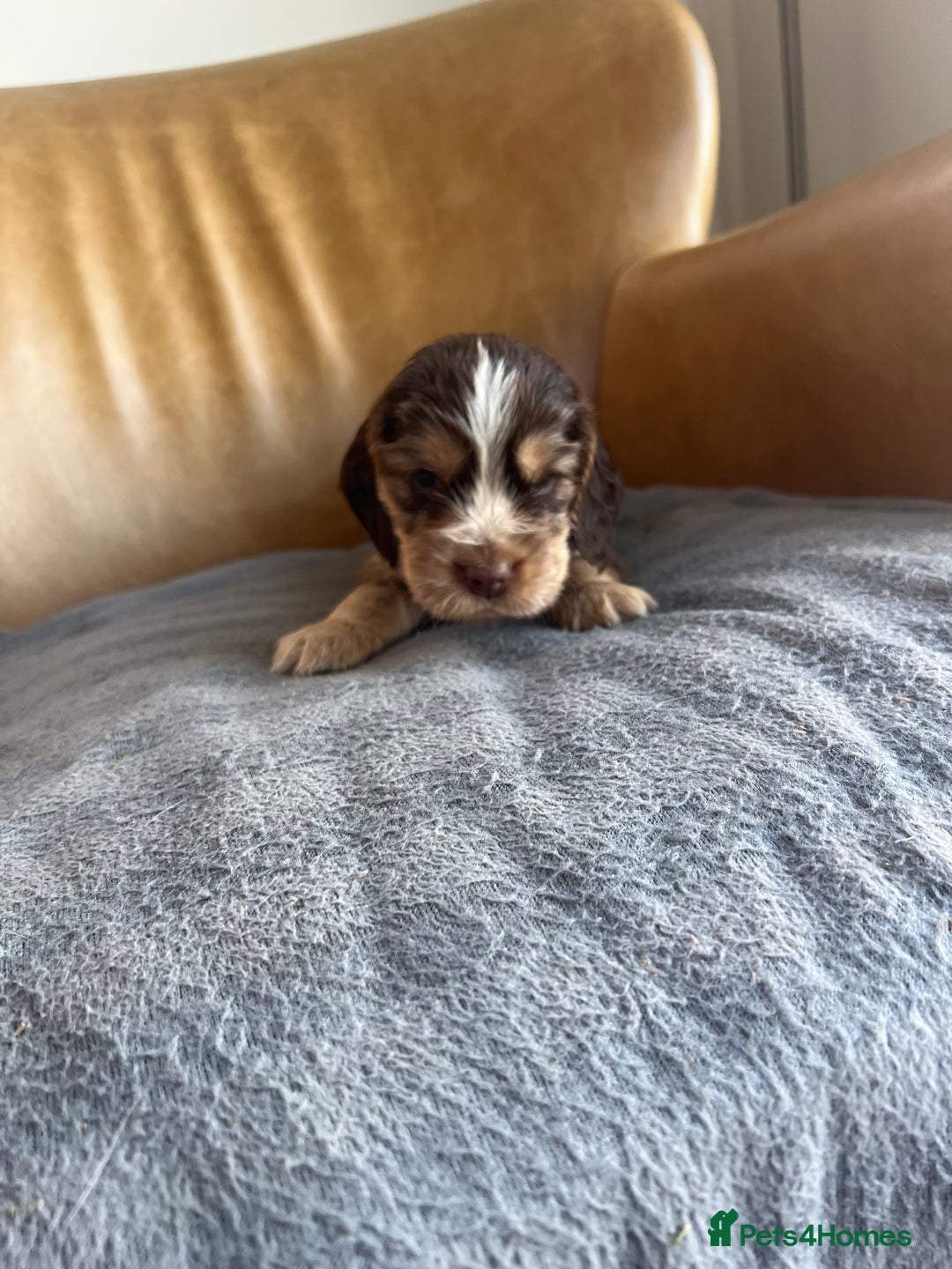 Cocker Spaniel dogs for sale: 🐾Gorgeous Cocker Spaniel Puppies 🐶🐾 - Image 15