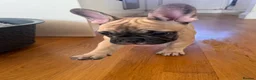French Bulldog dogs for sale: KC French Bulldog Boys – Fully Vaccinated - Advert 11