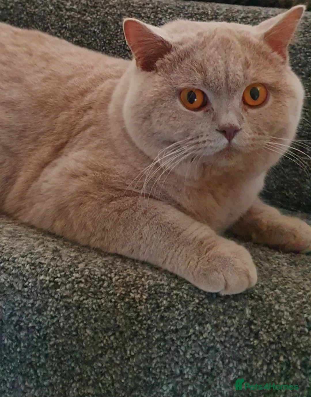 British Shorthair cats for stud: GCCF Grand Champion British shorthair stud in Wolverhampton - Advert 11