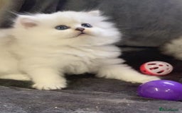 British Longhair cats for sale: BSH and BLH Silvers   in Bournemouth - Image 3