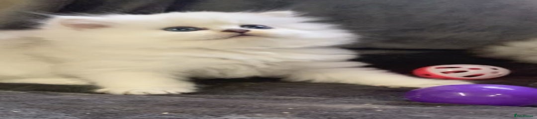 British Longhair 