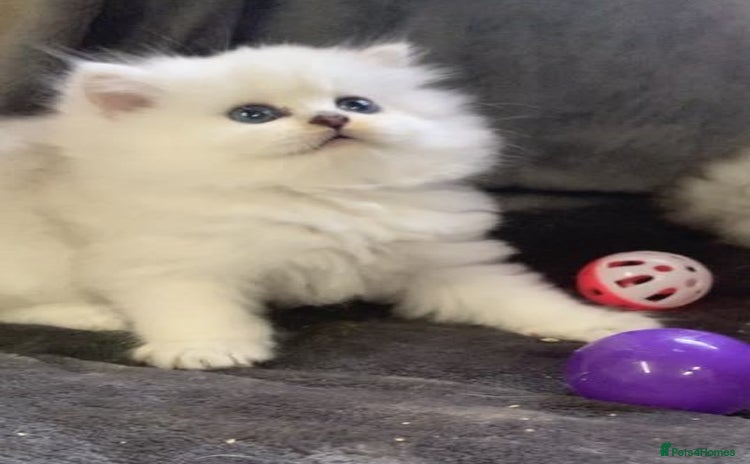 British Longhair cats in Bournemouth - Advert 1