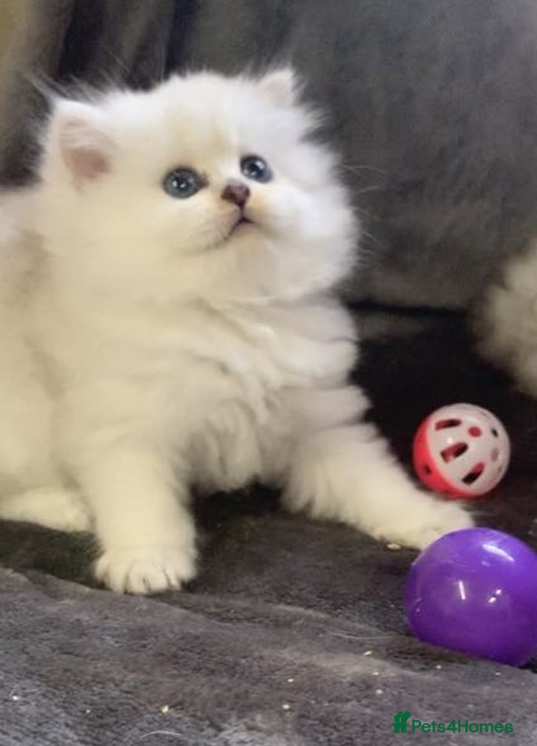 British Longhair cats for sale: BSH and BLH Silvers   in Bournemouth - Image 3
