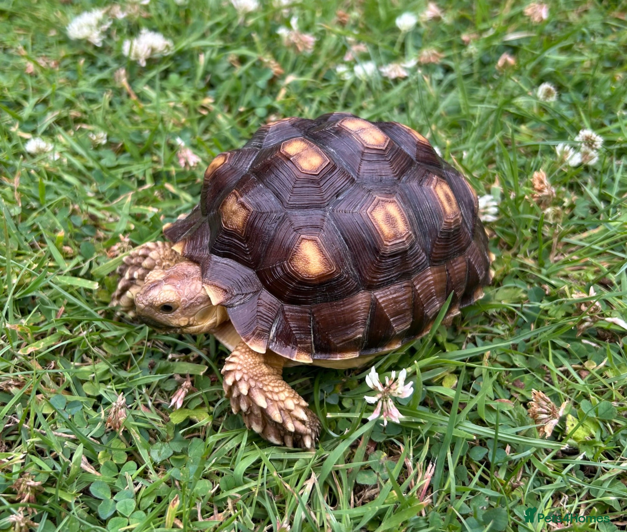 Tortoise reptiles Tortoise - Advert 3