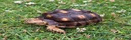 Tortoise reptiles for sale: Tortoise in Warrington - Advert 1