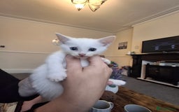 Asian cats for sale: Asian kittens - Image 3