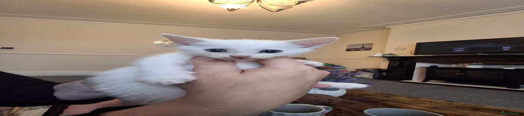 Asian Kitten 2
