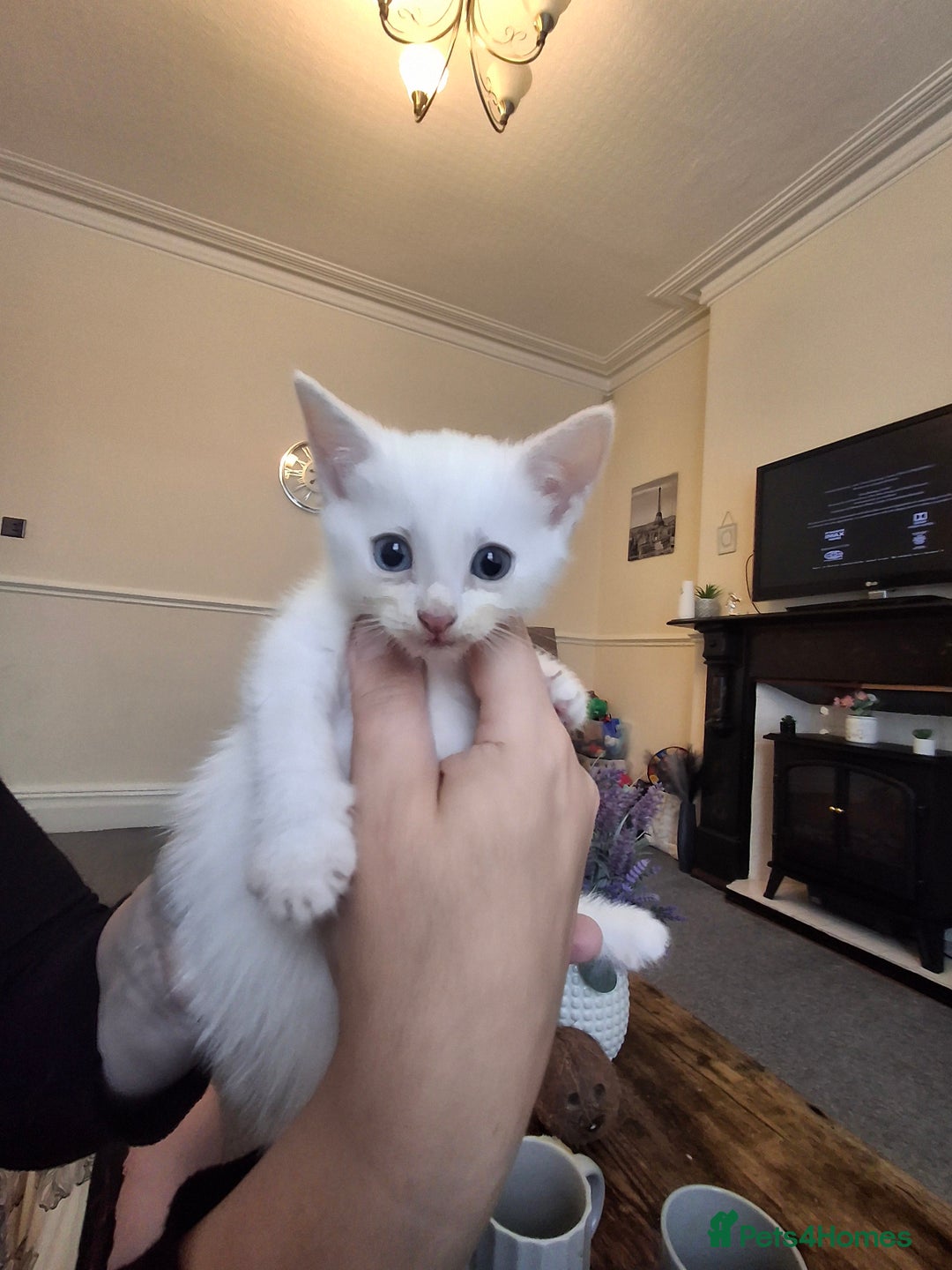 Asian cats for sale: Asian kittens - Image 3