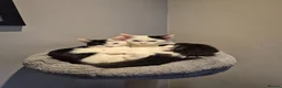 Mixed Breed cats for sale: 3 beautiful cats for rehoming - Advert 3