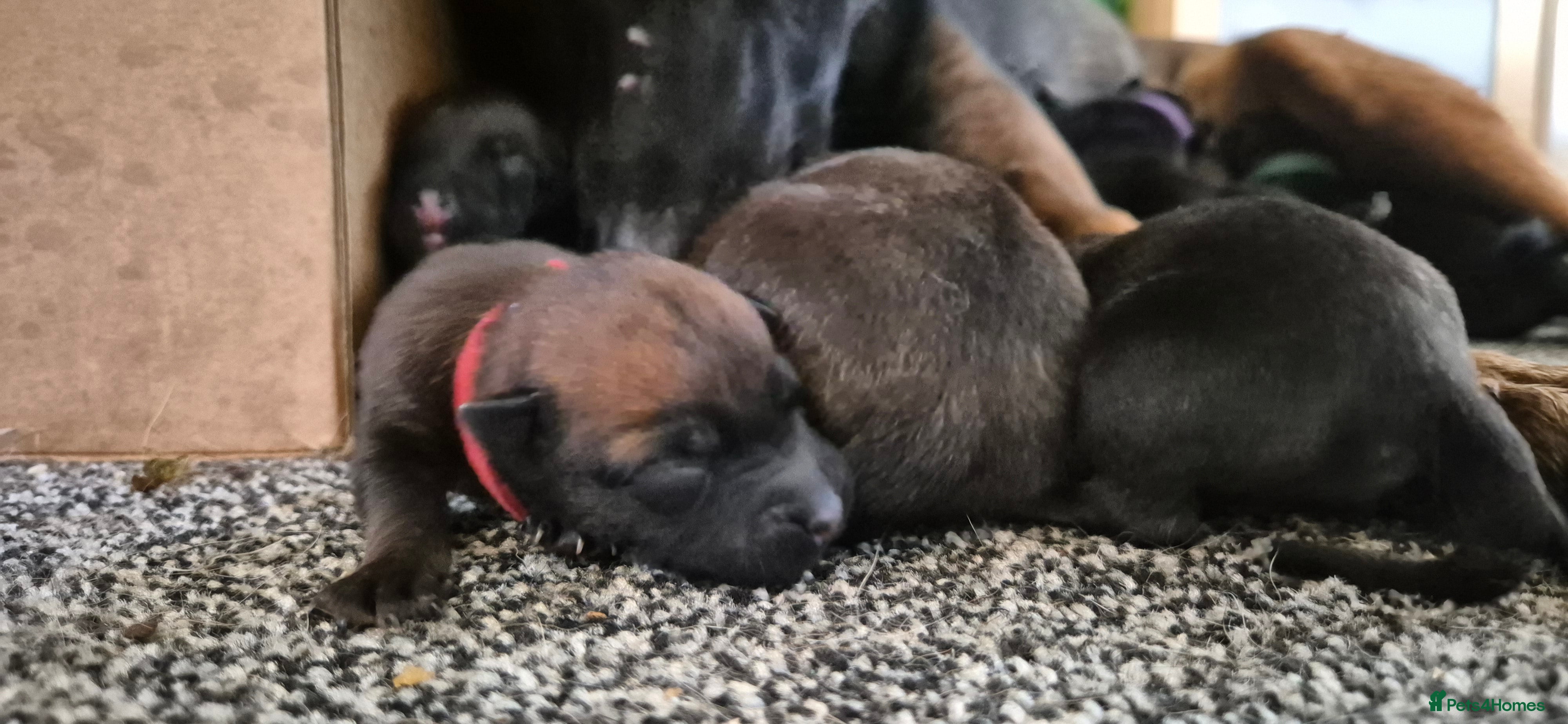 Belgian Shepherd Dog dogs Belgian Malinois puppies - Advert 18