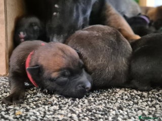 Belgian Shepherd Dog dogs Belgian Malinois puppies - Advert 18