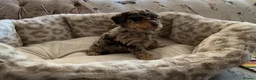 Miniature Poodle dogs for sale: Beautiful miniature poodle puppies - Advert 2