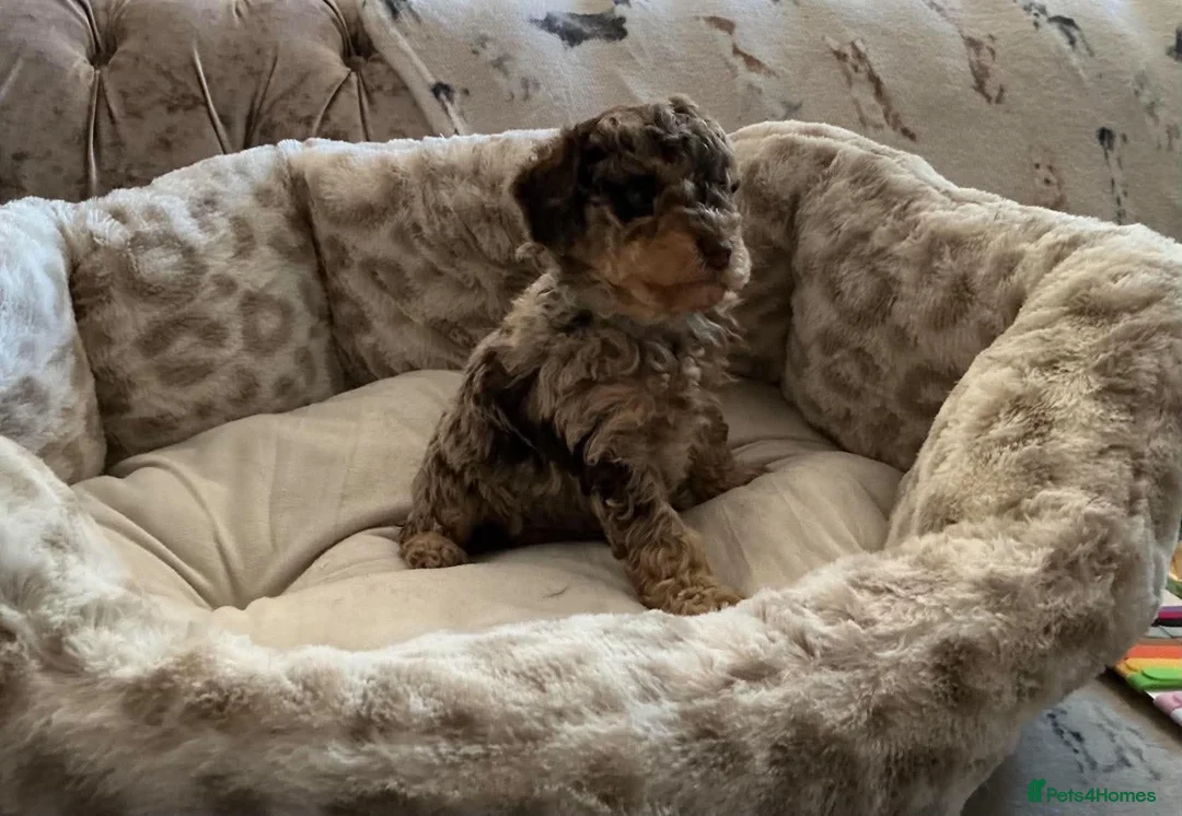 Miniature Poodle dogs for sale: Beautiful miniature poodle puppies - Advert 2