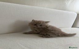 British Shorthair cats for sale: British Short Hair/ British Longhair 🐾 in Manchester - Image 18