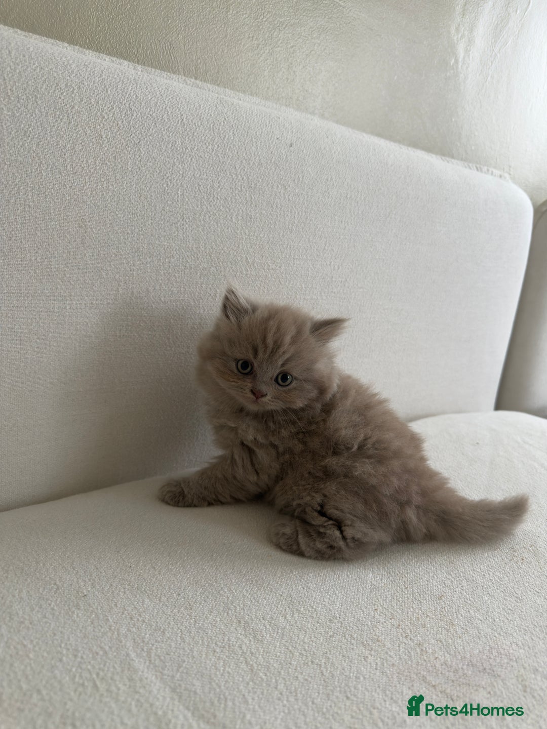 British Shorthair cats for sale: British Short Hair/ British Longhair 🐾 in Manchester - Image 18
