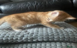 Domestic Shorthair cats for sale: Tabby & Ginger Kittens - Image 3