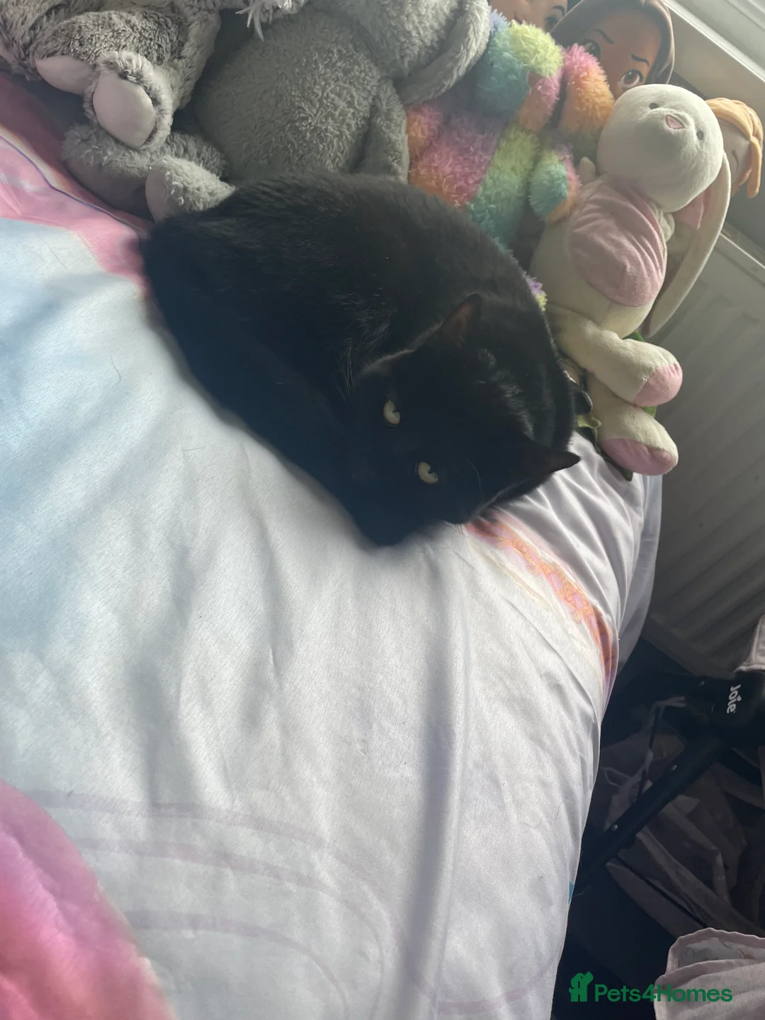 Mixed Breed cats for sale: Mainecoon mix - Advert 3
