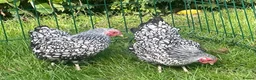 Chickens poultry for sale: Silver laced Wyandotte bantams - Advert 3