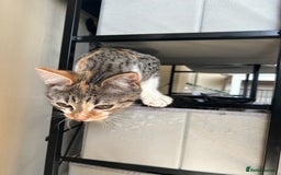 Domestic Shorthair cats for sale: Lovely Domestic short hair cats - Image 7
