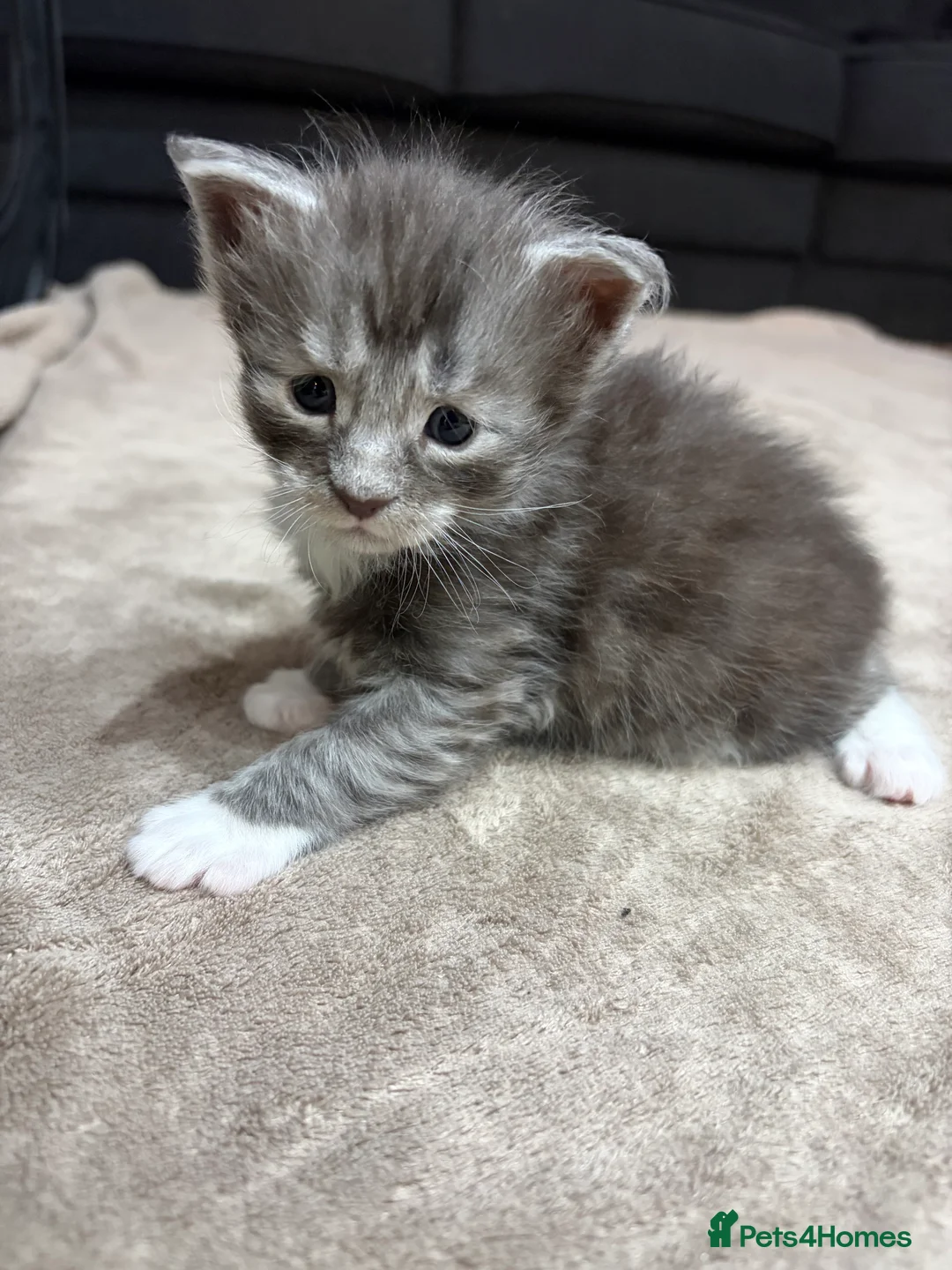 Maine Coon cats for sale: PUREBRED MAINE COON KITTENS! - Advert 7