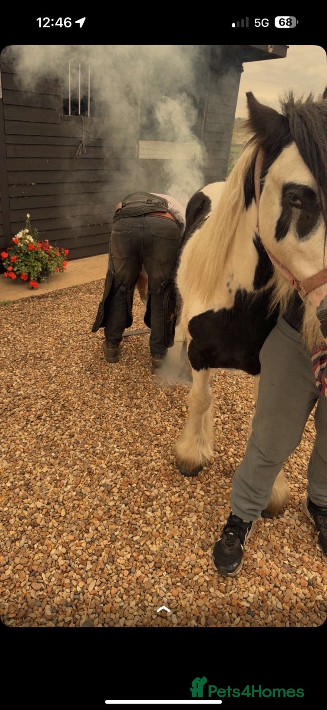 Irish Cob horses for sale: 🐴For Sale - Ghost🐴 - Advert 3