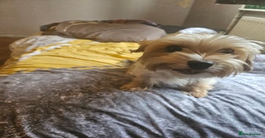 Yorkshire Terrier dogs - Advert 2