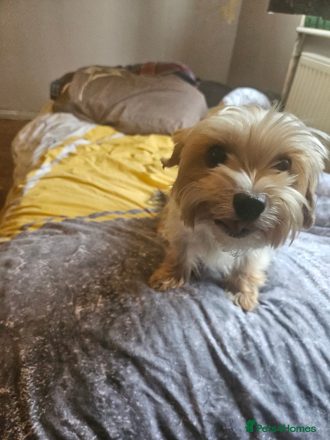Yorkshire Terrier dogs for sale: Mini Yorkshire Terrier for Sale 2 boys 1 girl - Image 2