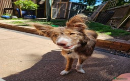 Border Collie dogs for sale: 8 Month Old Border Collie - Koa - Image 8