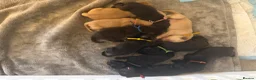 Labrador Retriever dogs for sale: Labrador cross Boxerdore puppies  - Advert 15