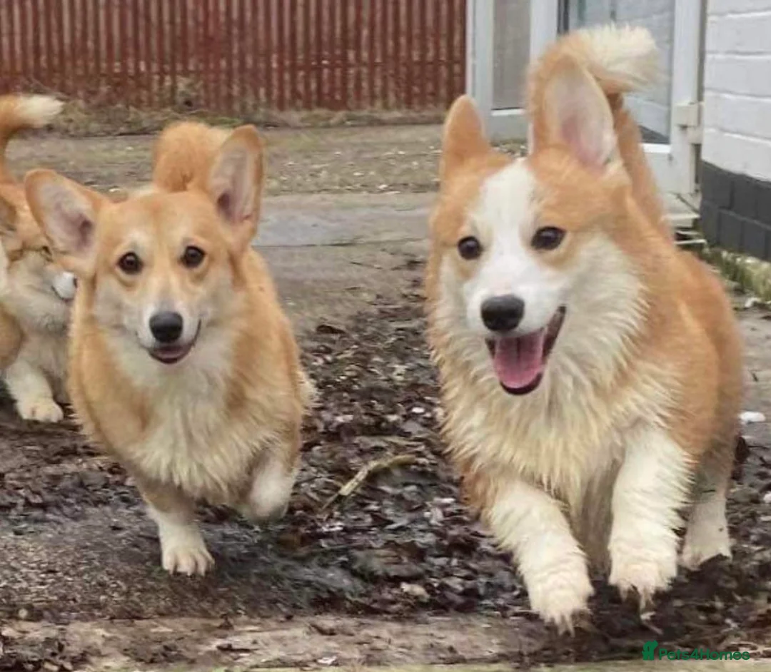 Welsh Corgi Pembroke dogs for sale: Stunning Corgis KC Registered  - Advert 2