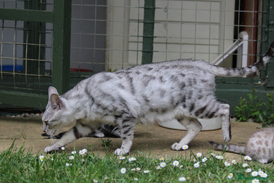 Bengal cats for sale: Pure Bred Bengal Kittens  - Image 9