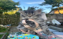 Persian cats for sale: Last Kitten Available! Persian silver black female - Image 3