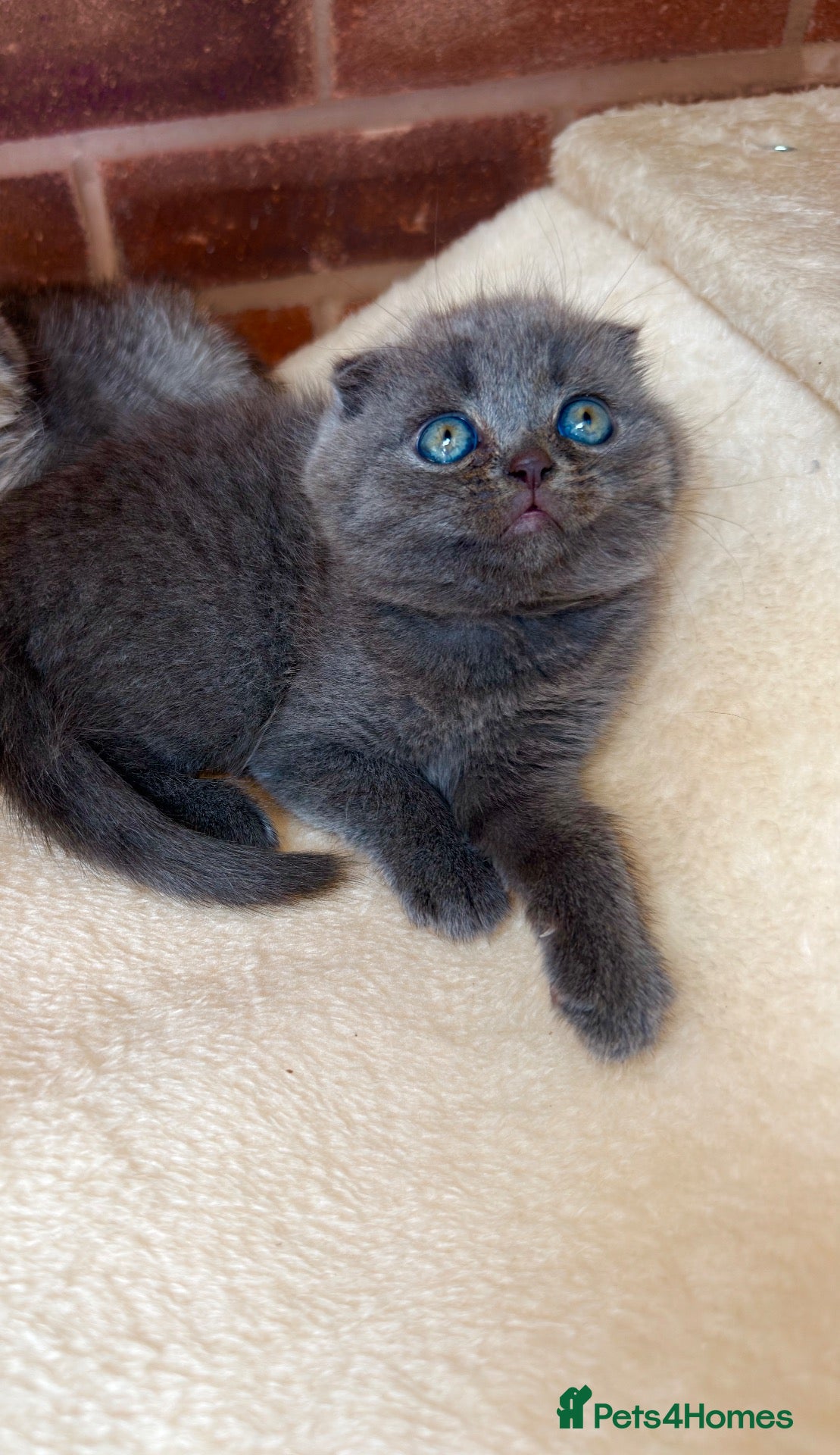 Scottish Fold cats 😊Tabby Scottish fold  - Advert 1