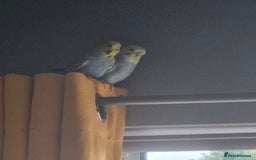 Budgerigars birds for sale: 2 Budgies, cage, stand and accessories  - Image 2